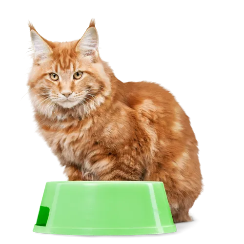Polkadot PetCare cat sitting